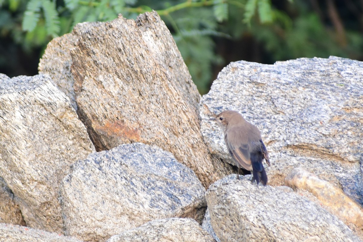 Indian Robin - ML372370801