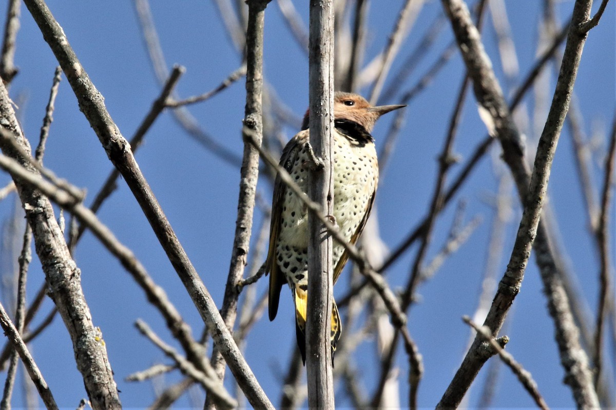 Northern Flicker (Yellow-shafted) - ML372371521