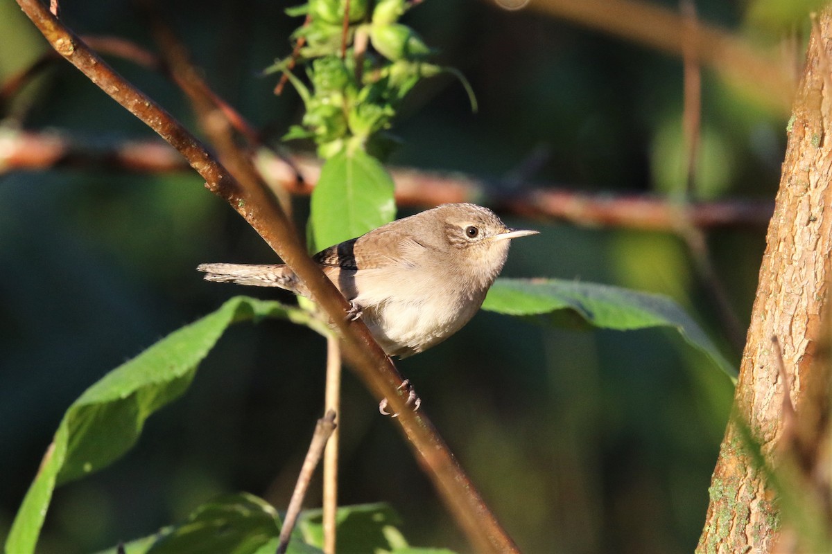 Northern House Wren (Northern) - ML372371641