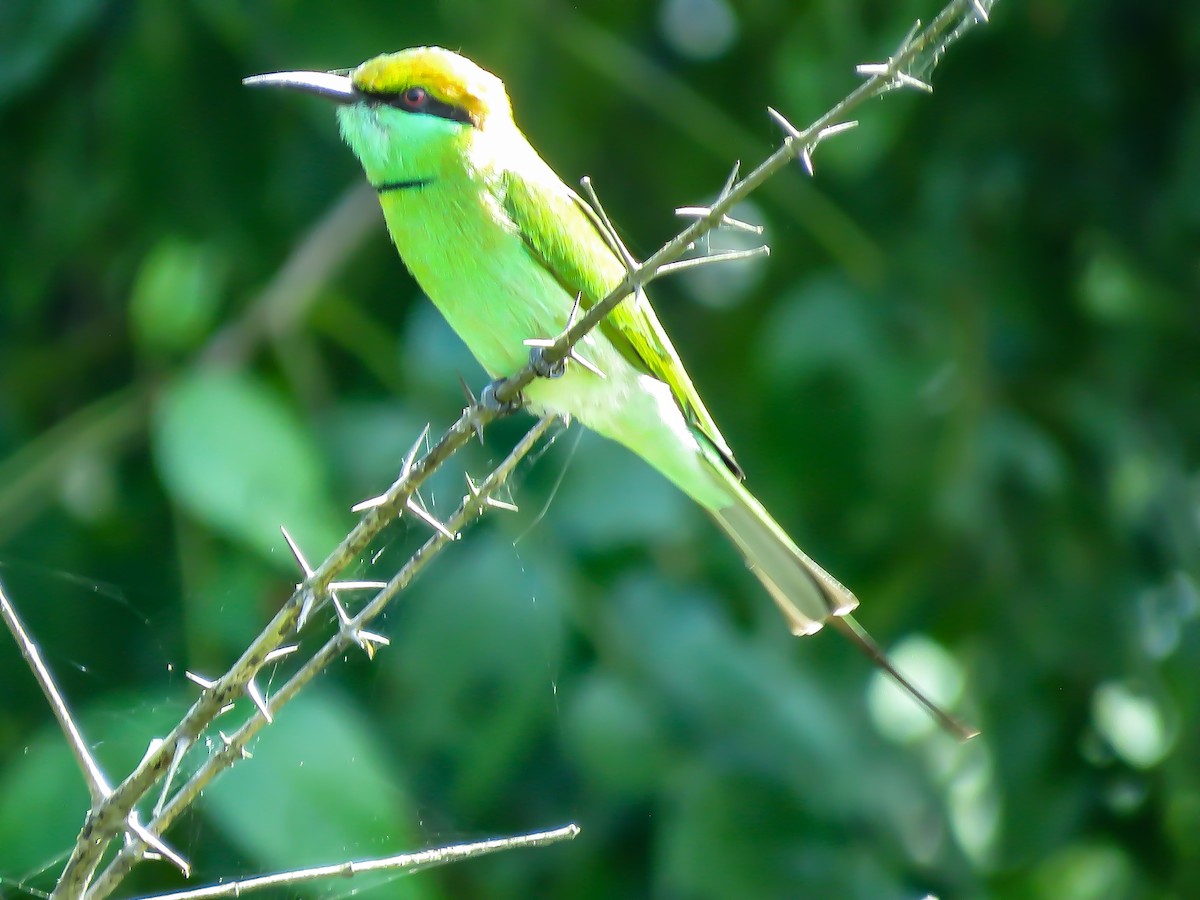 Asian Green Bee-eater - ML372371661