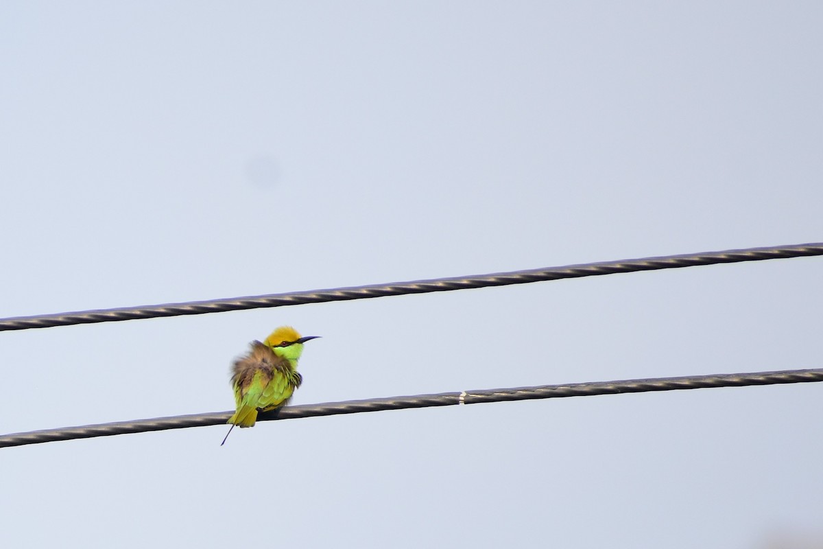 Asian Green Bee-eater - ML372371731