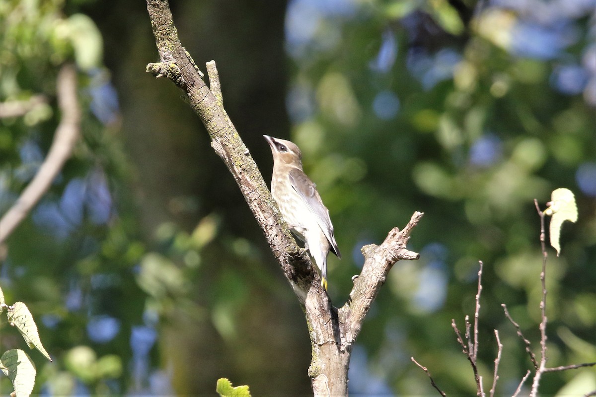 Cedar Waxwing - ML372371741