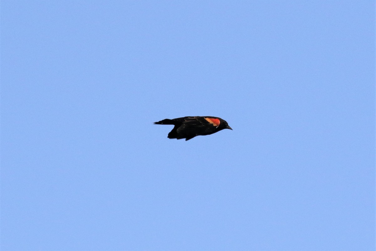 Red-winged Blackbird - ML372371811