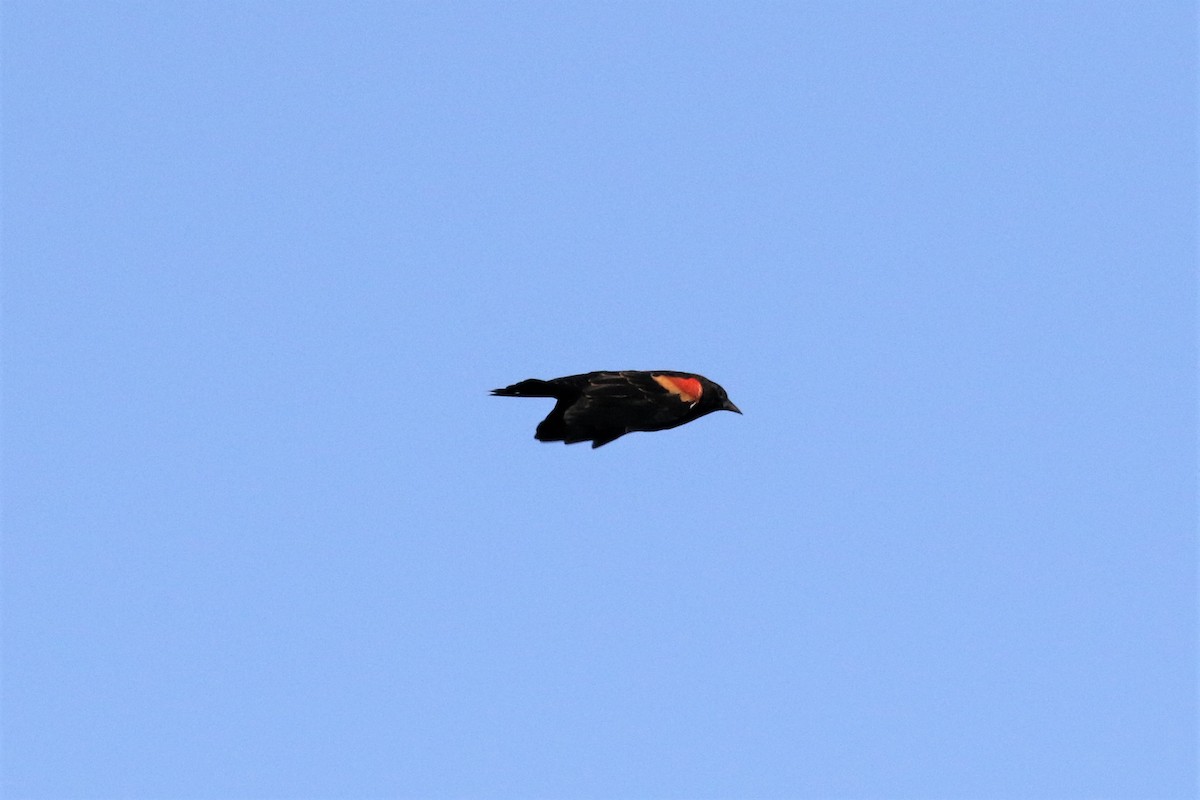 Red-winged Blackbird - ML372371811