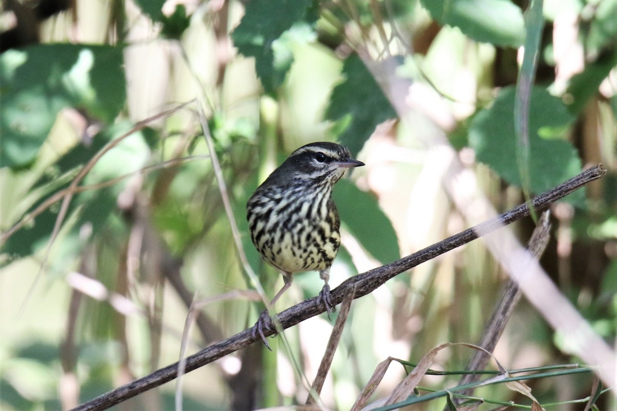 Northern Waterthrush - ML372372011