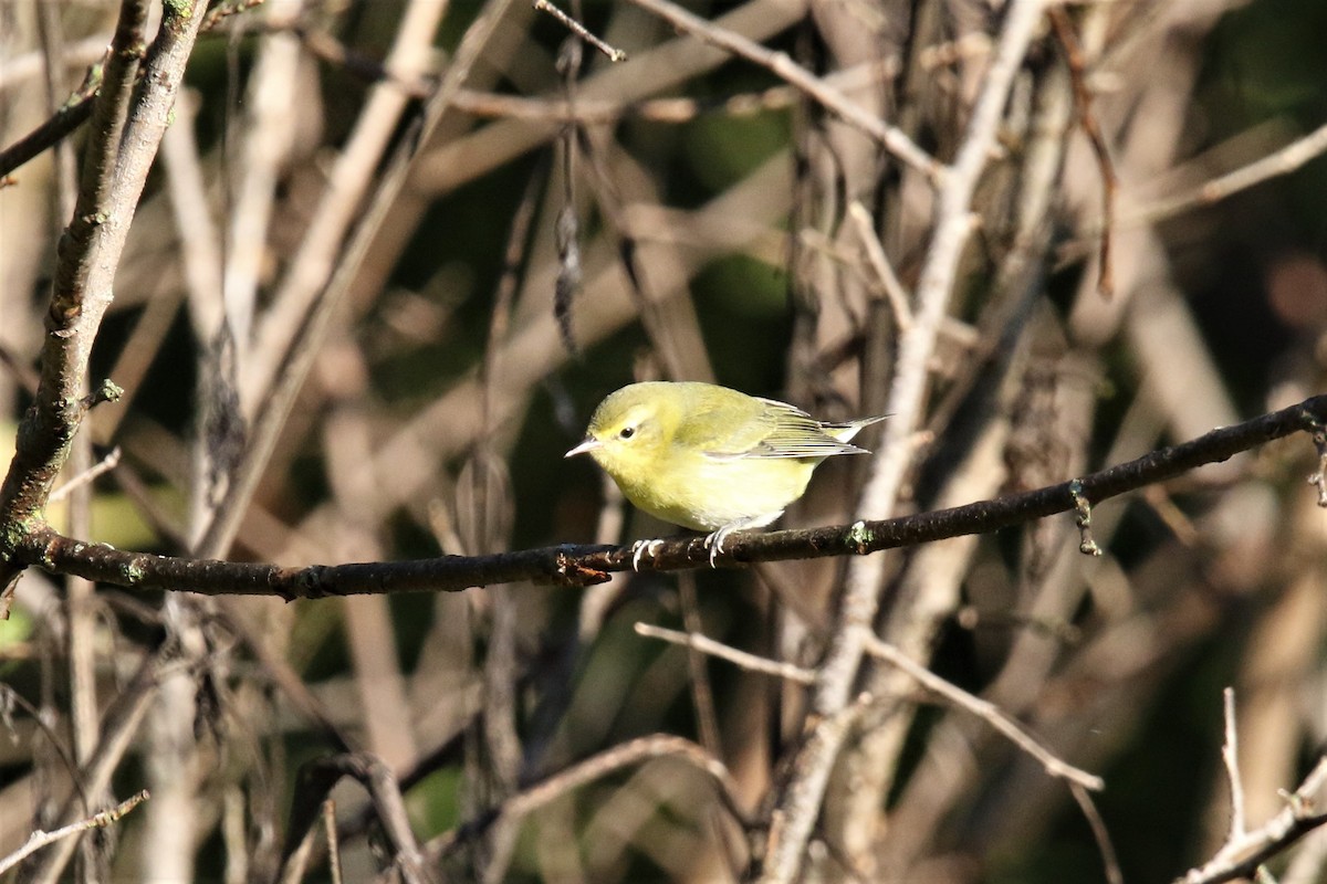 Tennessee Warbler - ML372372141