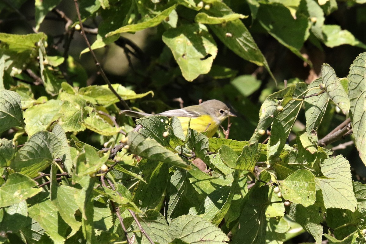 Magnolia Warbler - ML372372381