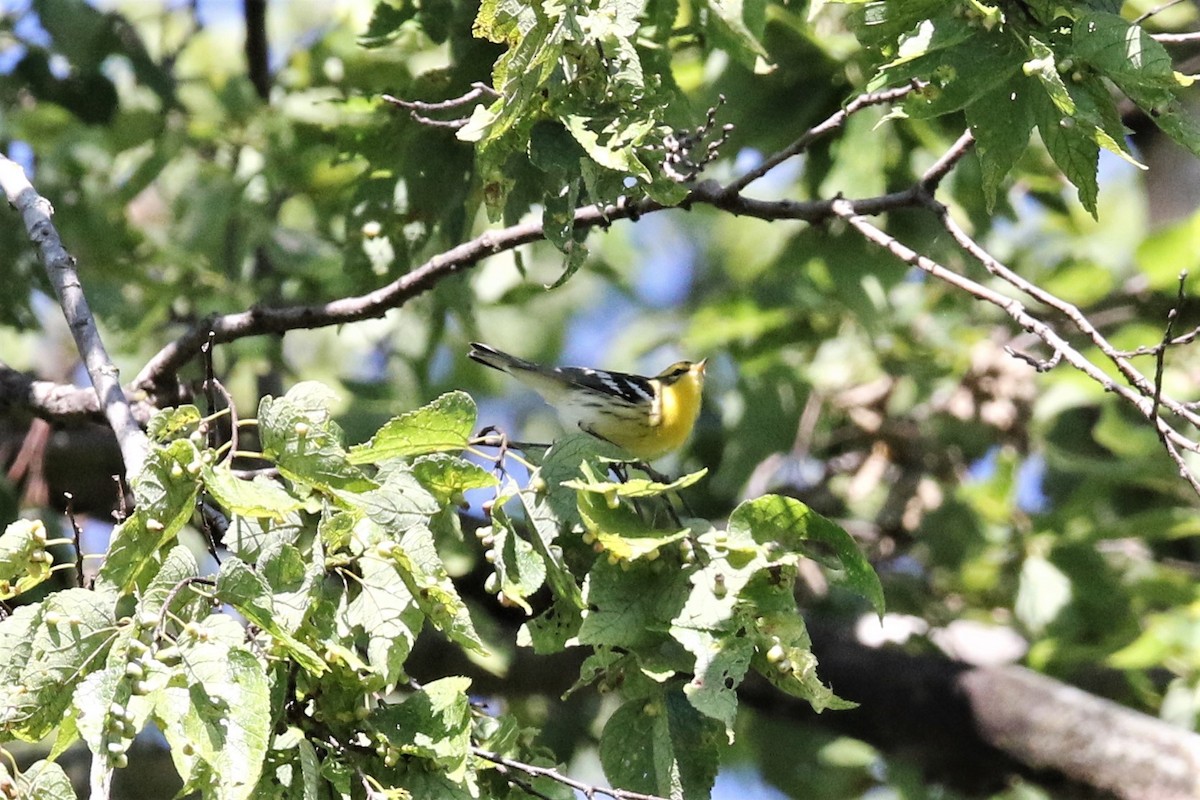 Blackburnian Warbler - ML372373031