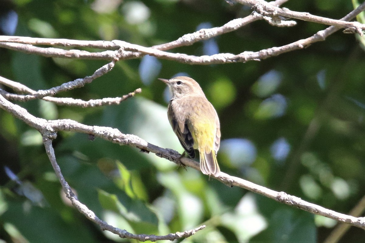 Palm Warbler - ML372373181