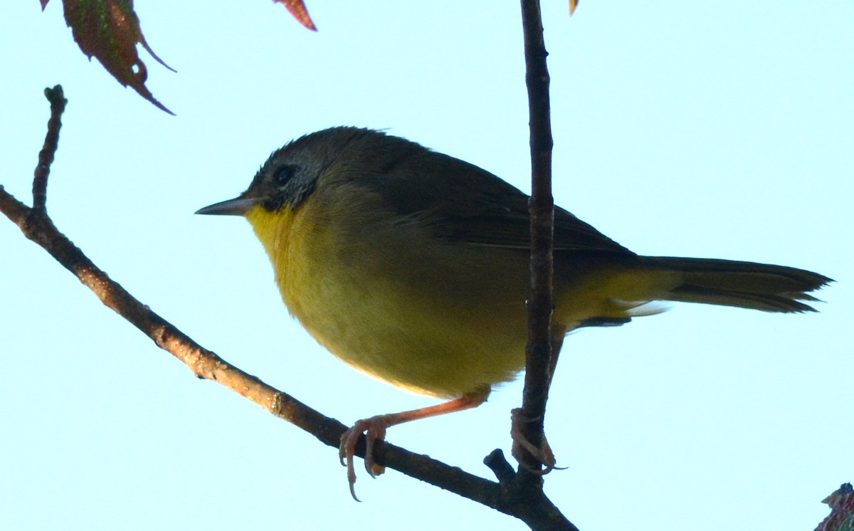 Common Yellowthroat - David Roberts