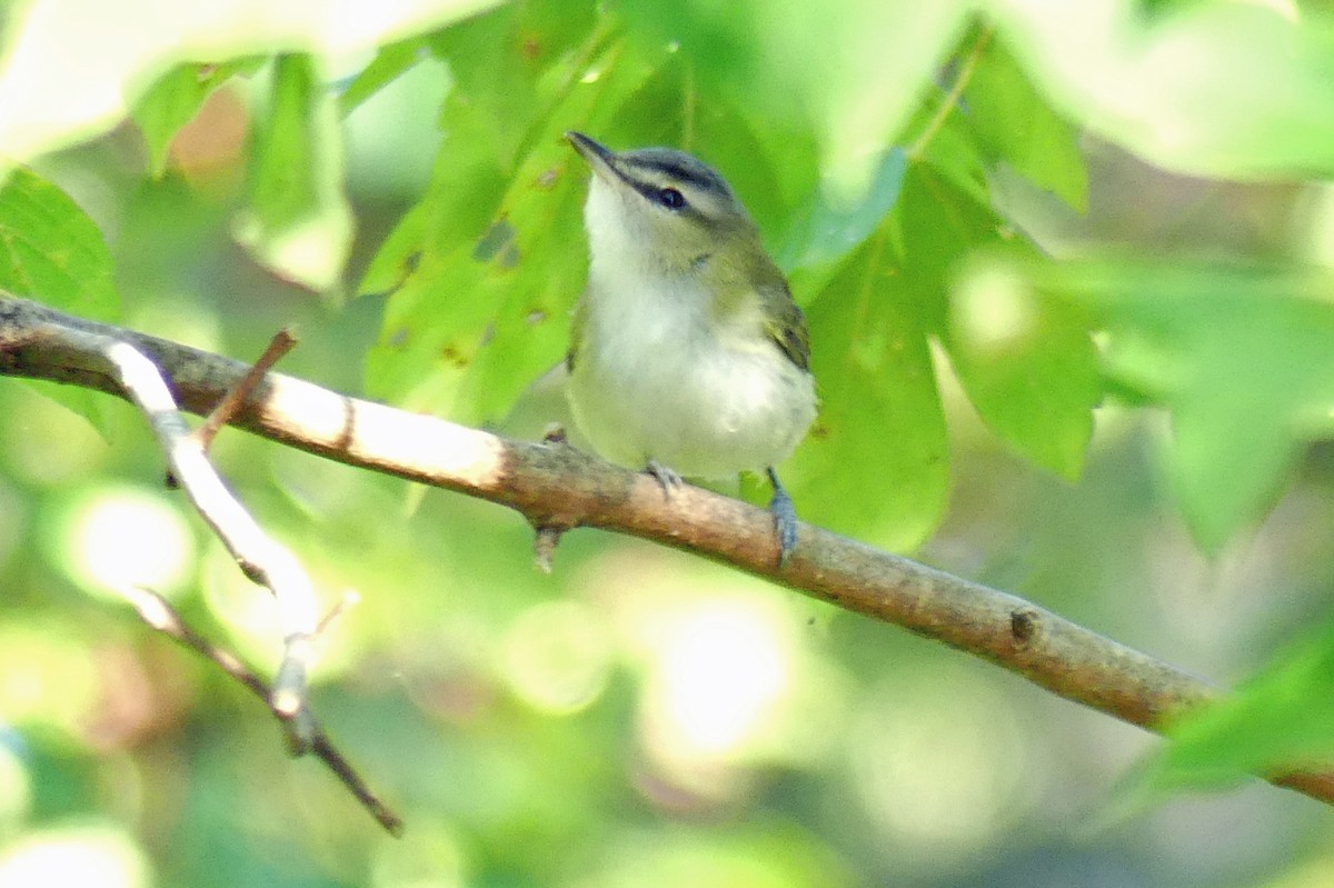 Vireo occhirossi - ML372373581