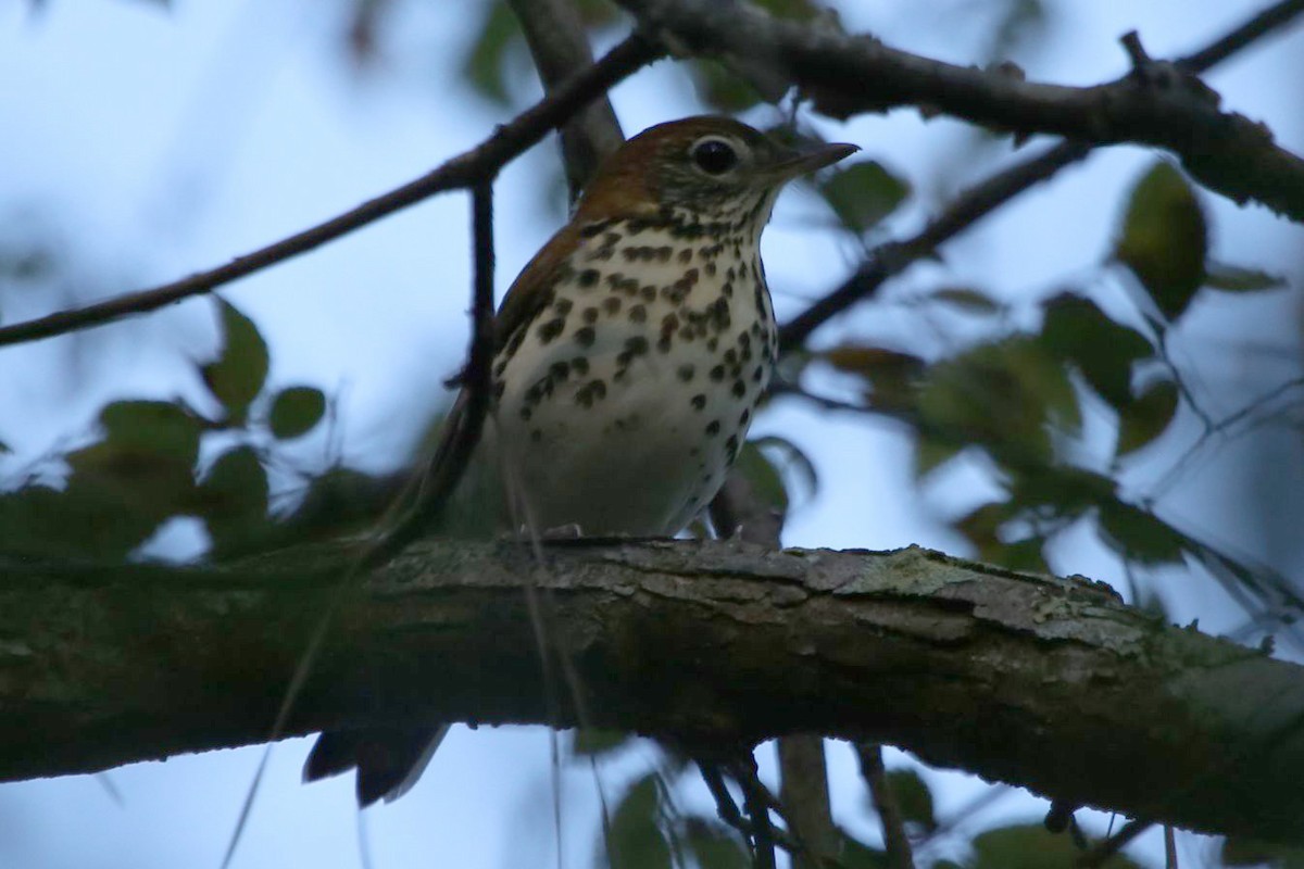 Wood Thrush - Greg Page