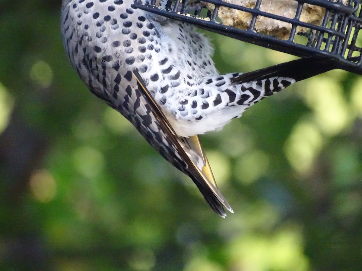 Northern Flicker - ML372377071