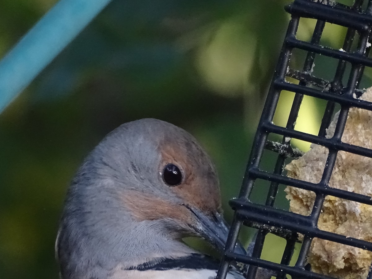 Northern Flicker - ML372377101
