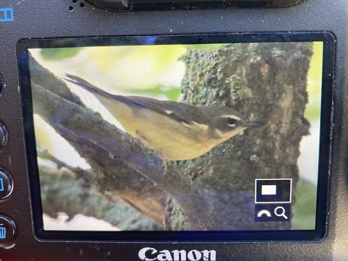 Black-throated Blue Warbler - ML372379441
