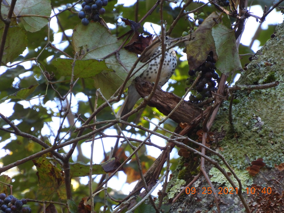 Wood Thrush - ML372379511