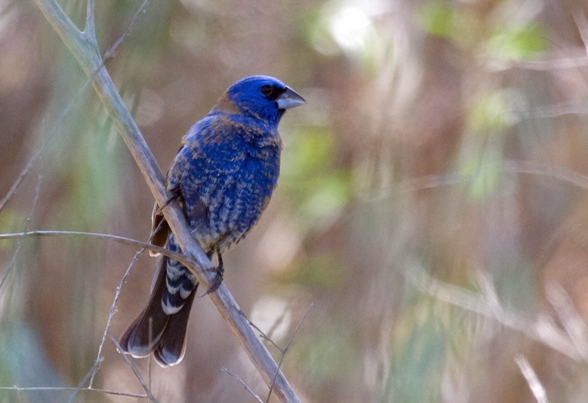 Blue Grosbeak - ML37238281