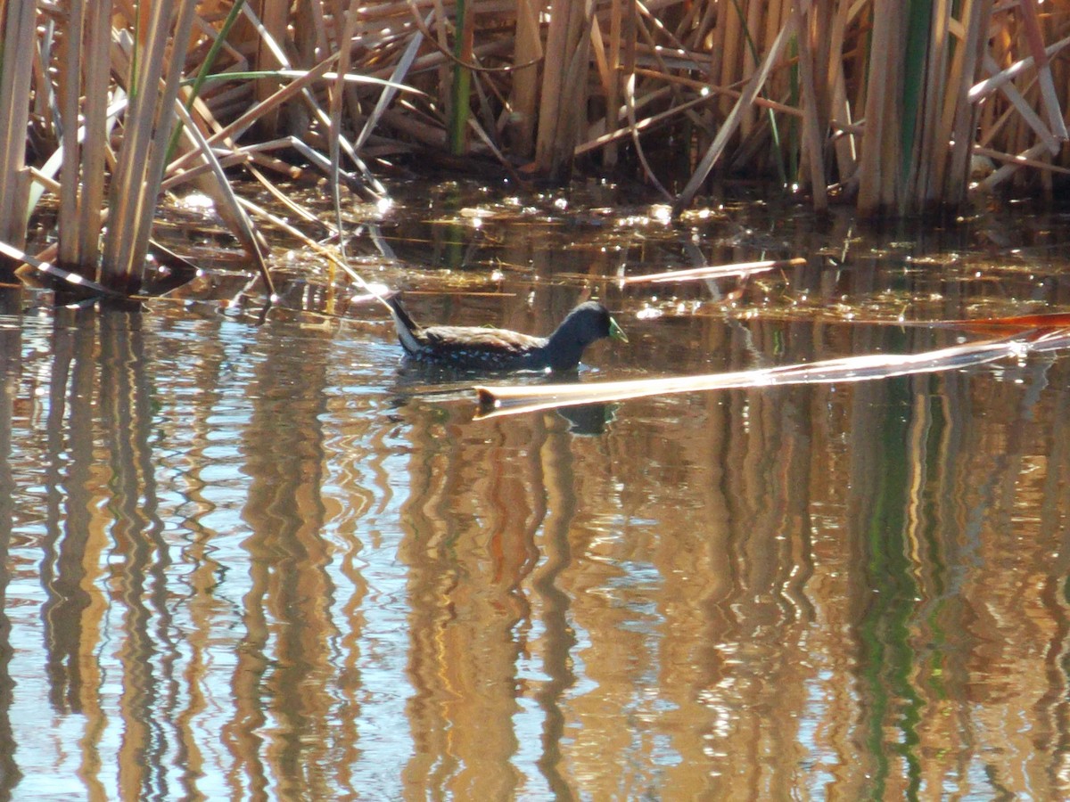 Spot-flanked Gallinule - ML372382851