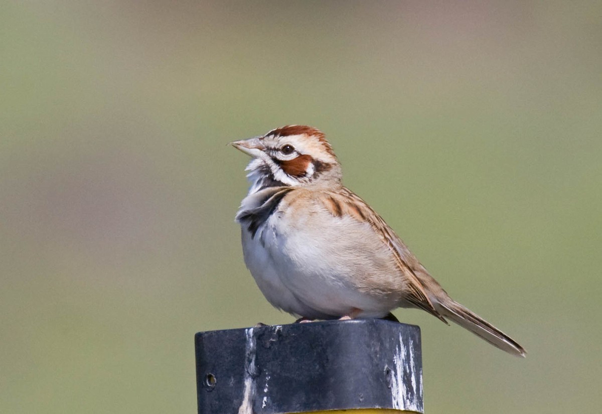 Lark Sparrow - ML37238361