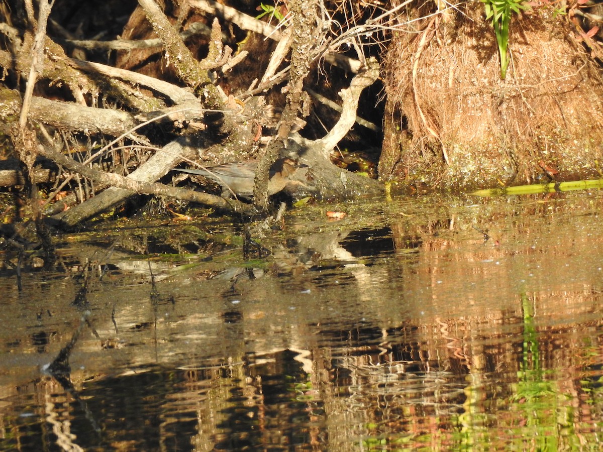 Rusty Blackbird - ML37238411