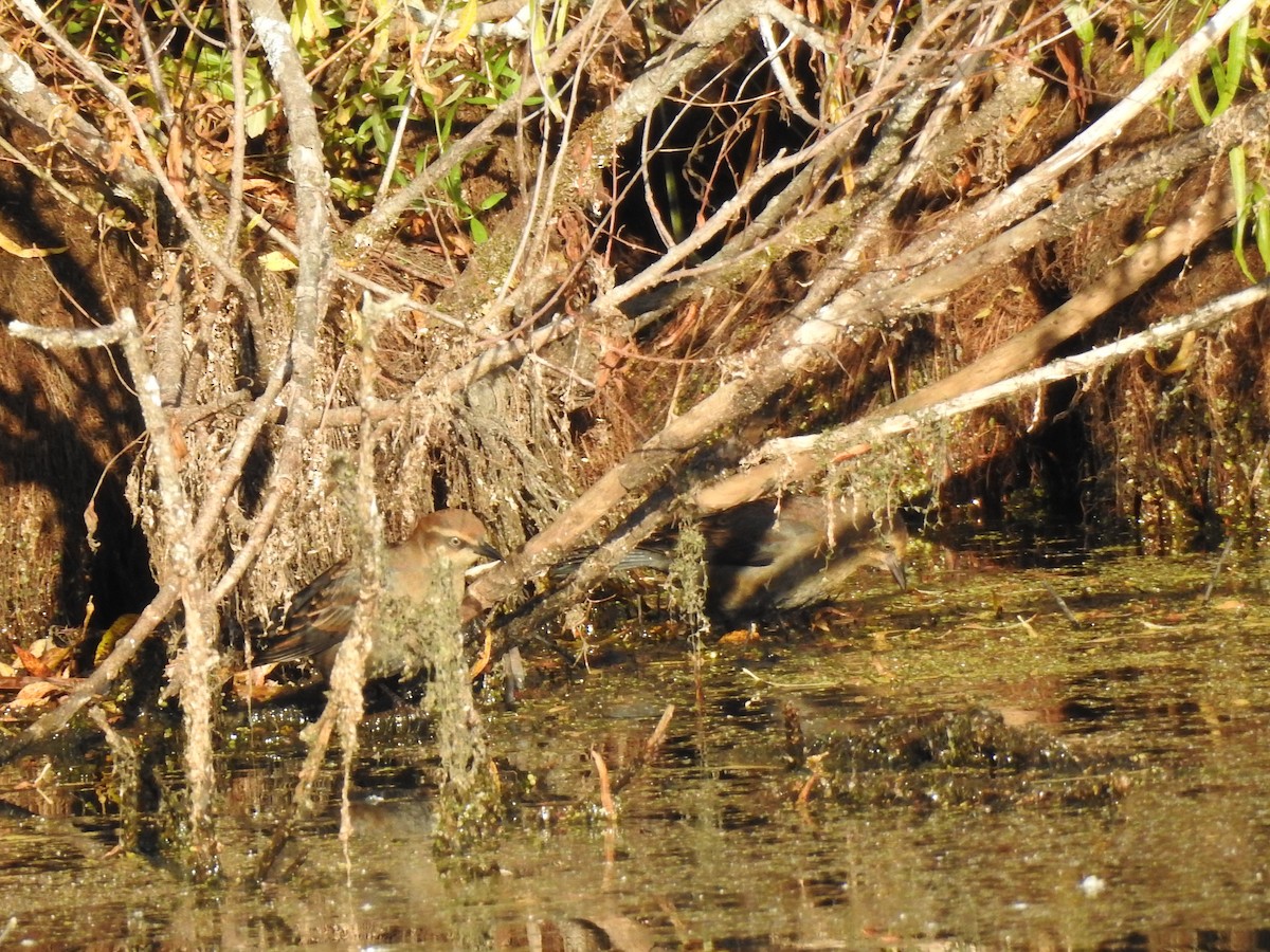 Rusty Blackbird - ML37238421