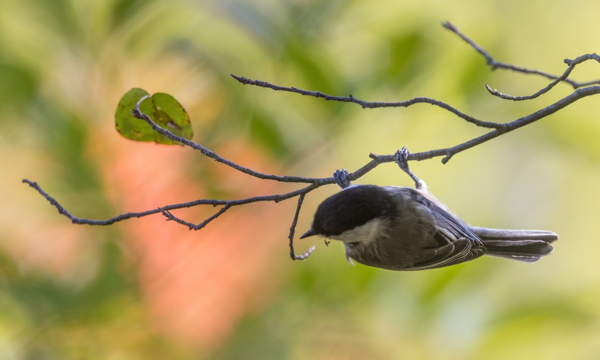 Black-capped Chickadee - ML372386481