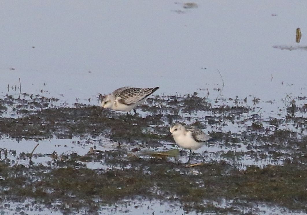 Sanderling - Mary Backus