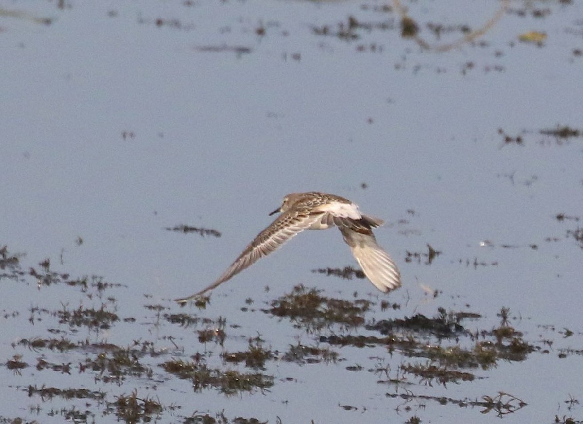 White-rumped Sandpiper - ML372386871