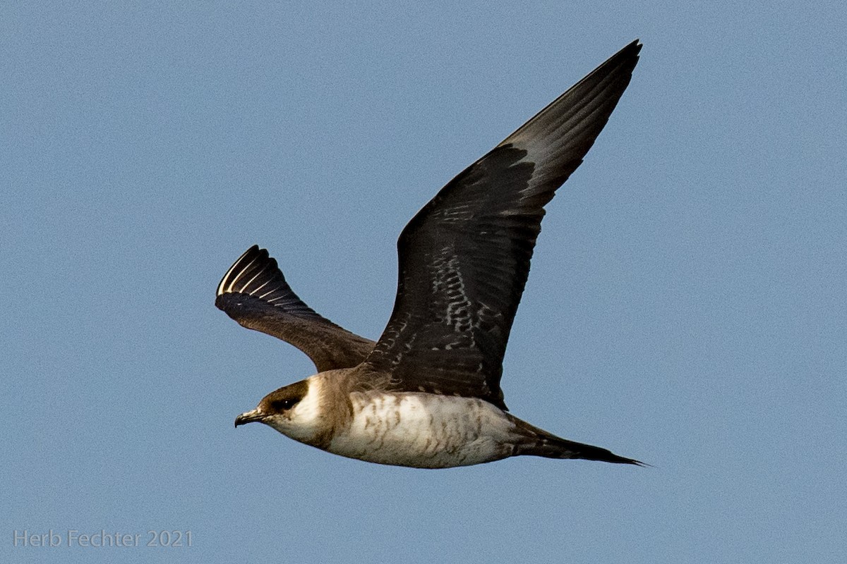 Parasitic Jaeger - Herbert Fechter