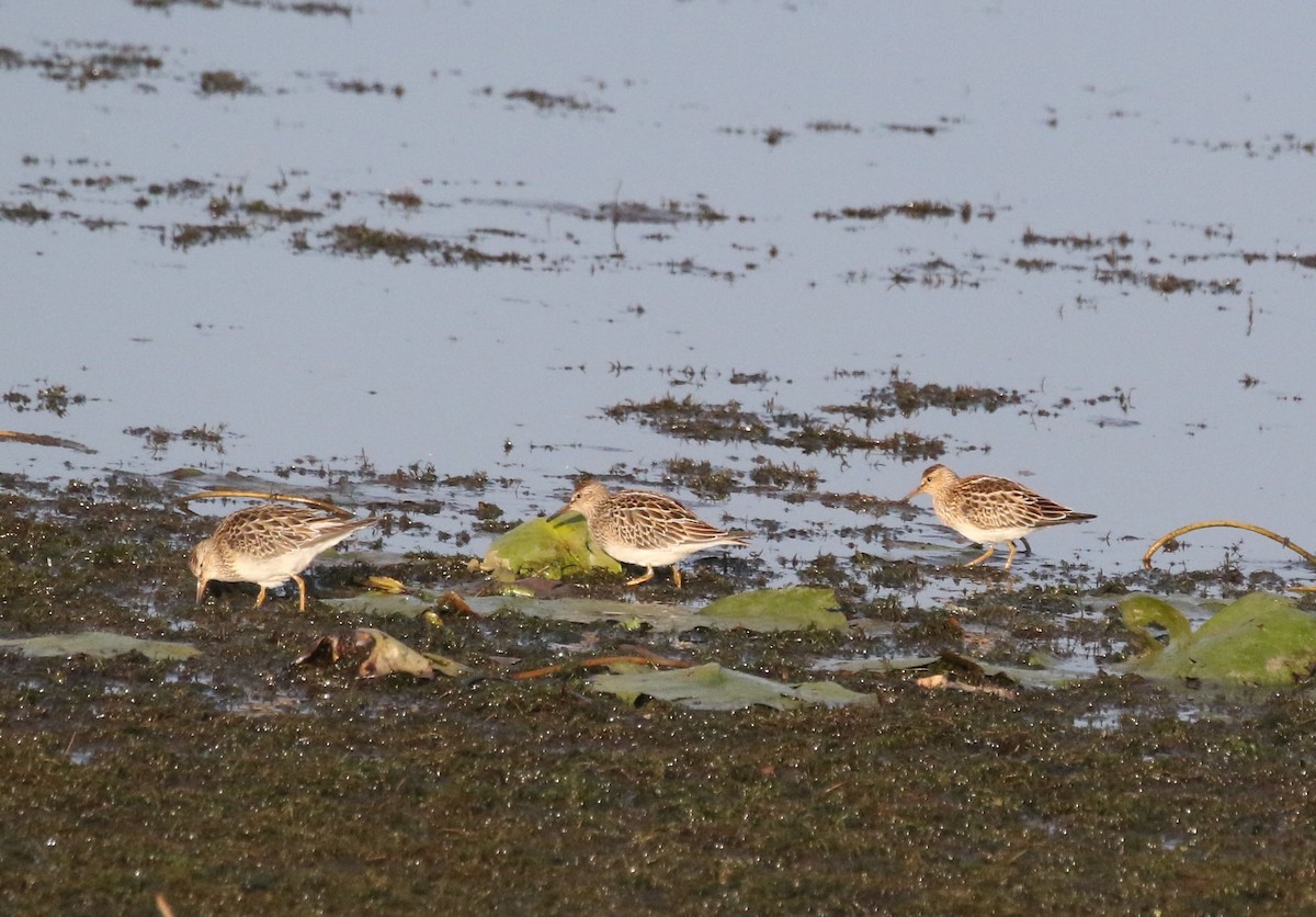 Pectoral Sandpiper - ML372387201