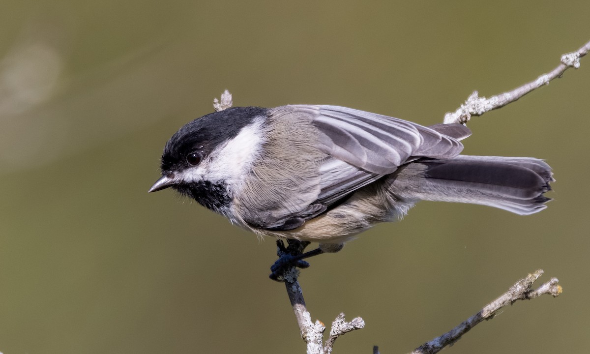 Mésange à tête noire - ML372389541