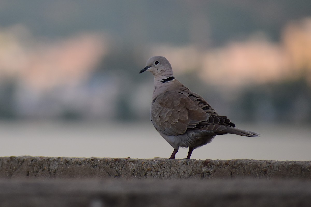 Laughing Dove - ML372391861