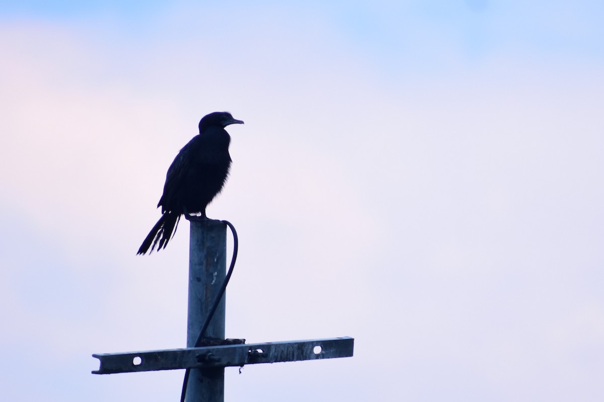 Little Cormorant - ML372392161