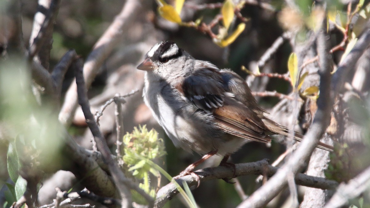 White-crowned Sparrow - Joseph Webber
