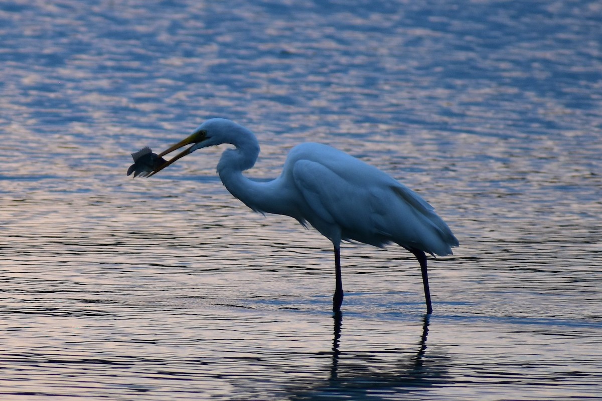 Great/Medium Egret - ML372392441