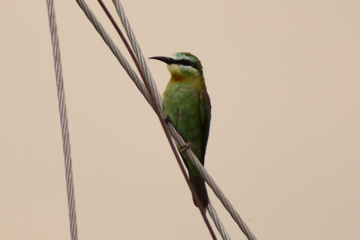 Blue-cheeked Bee-eater - ML372392651