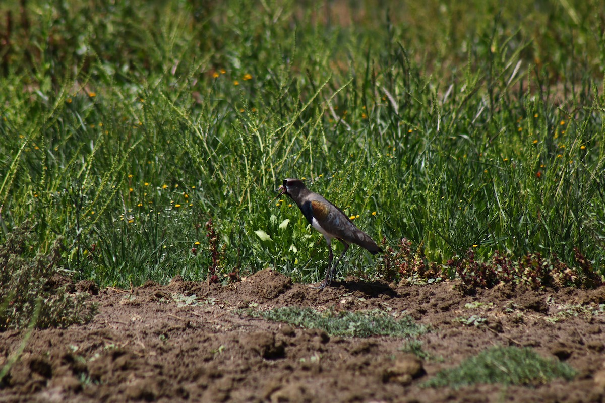 Southern Lapwing - ML372392701