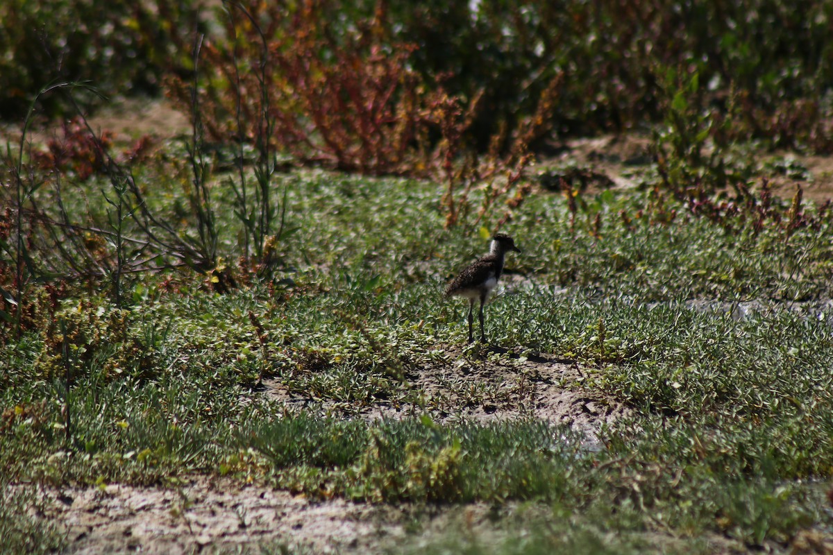 Southern Lapwing - ML372392881