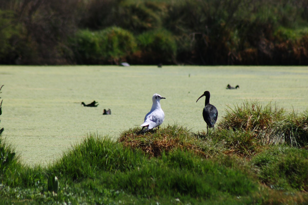 Andean Gull - ML372393551