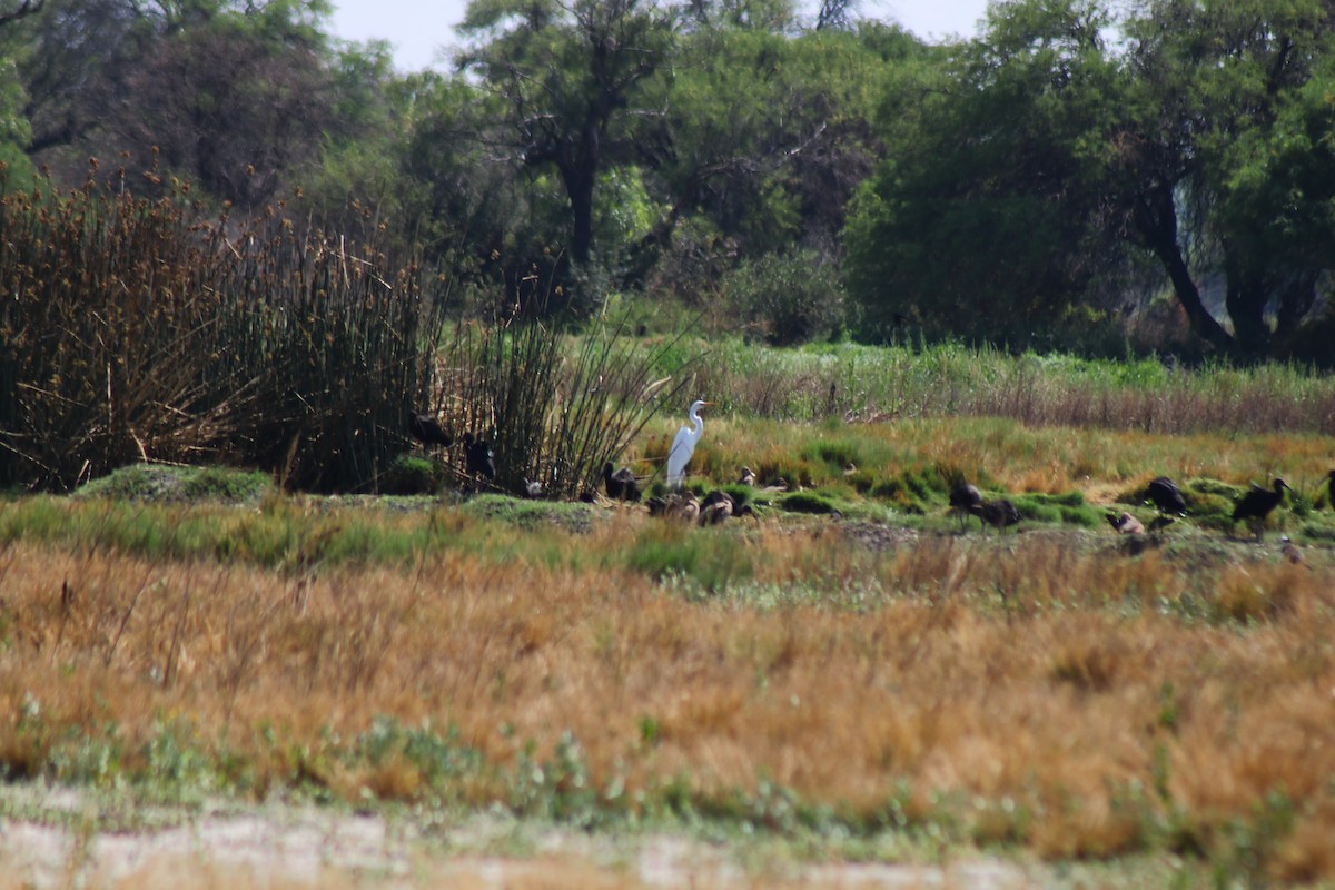 Great Egret - ML372393691