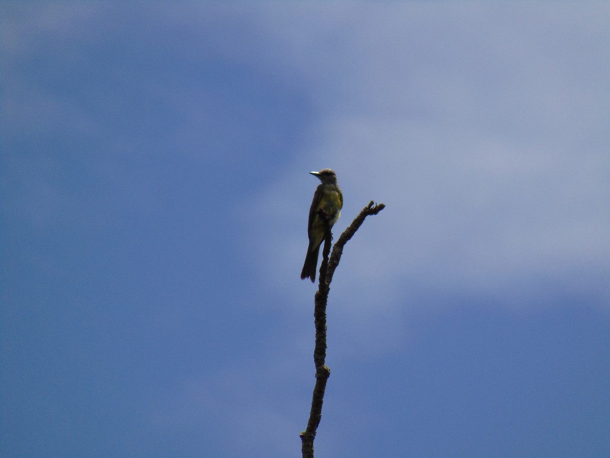 Tropical Kingbird - Margaret Timothy Burgess