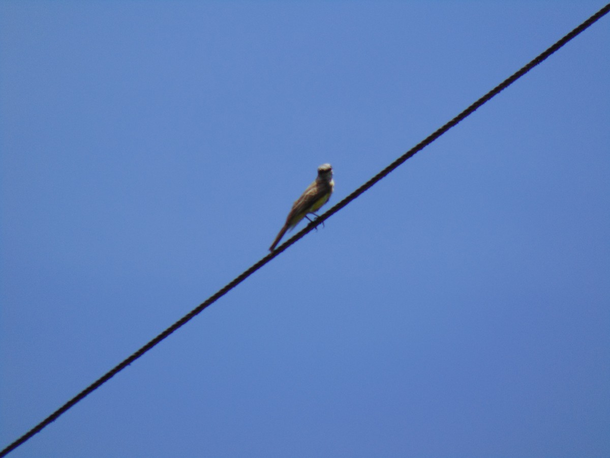 Tropical Kingbird - ML372396961