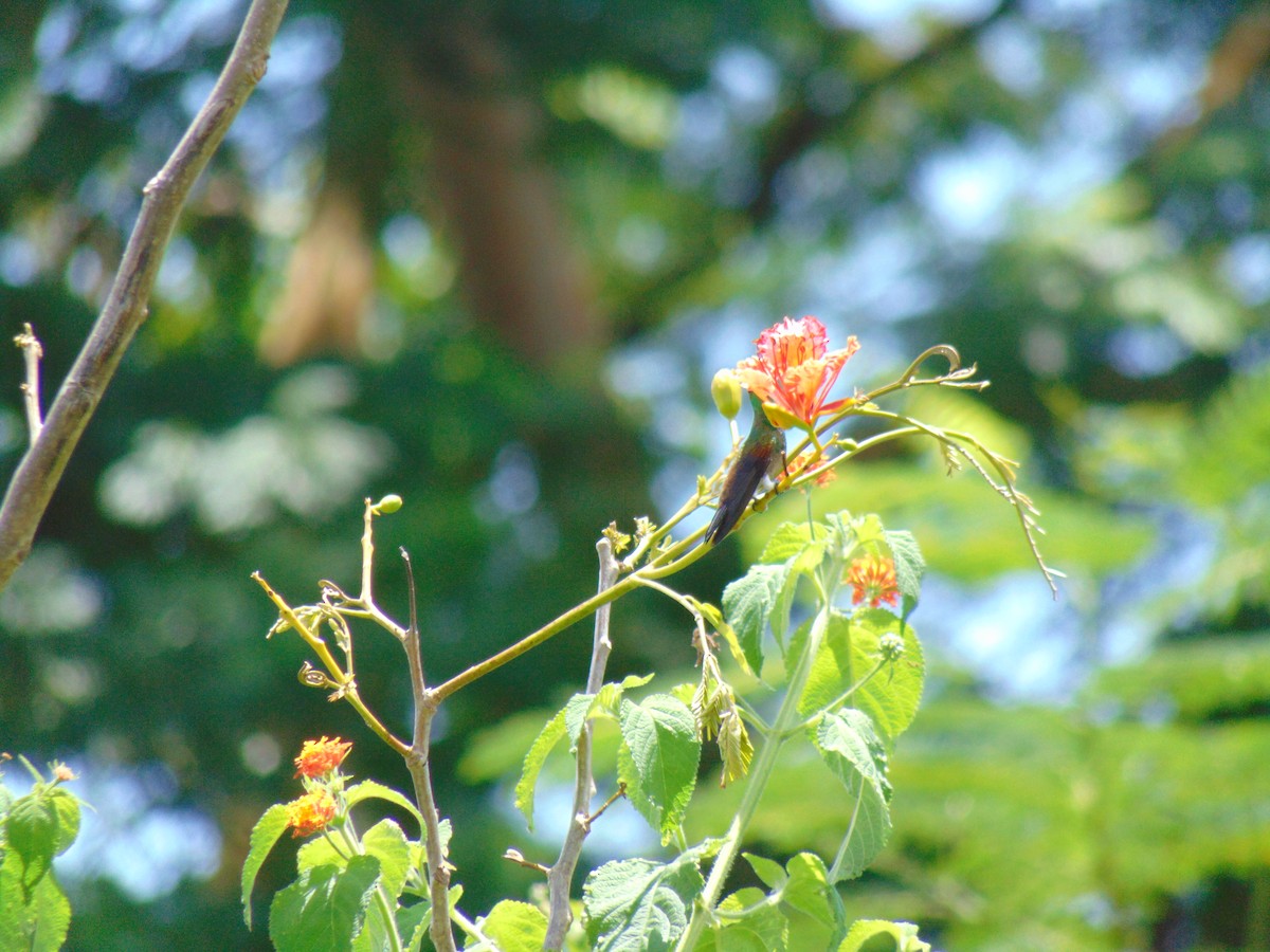 Copper-rumped Hummingbird - ML372397171