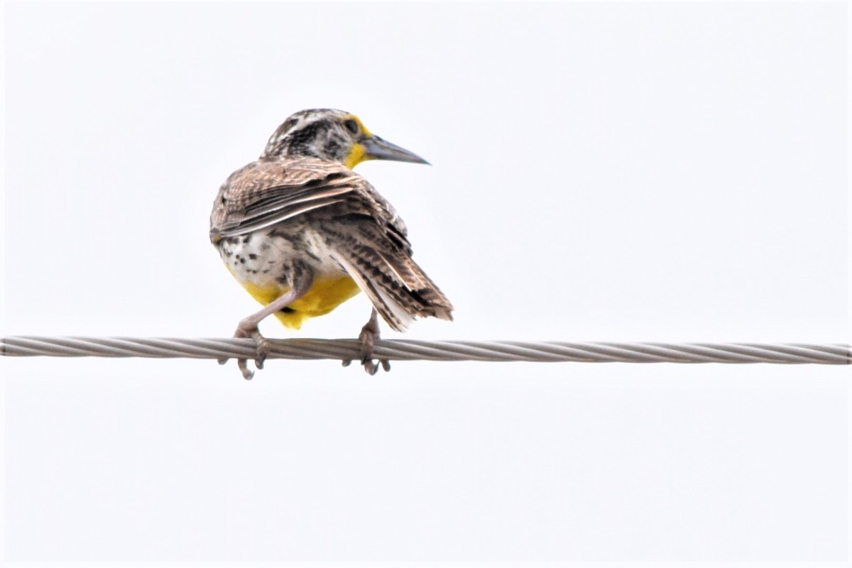 Western Meadowlark - ML372397661