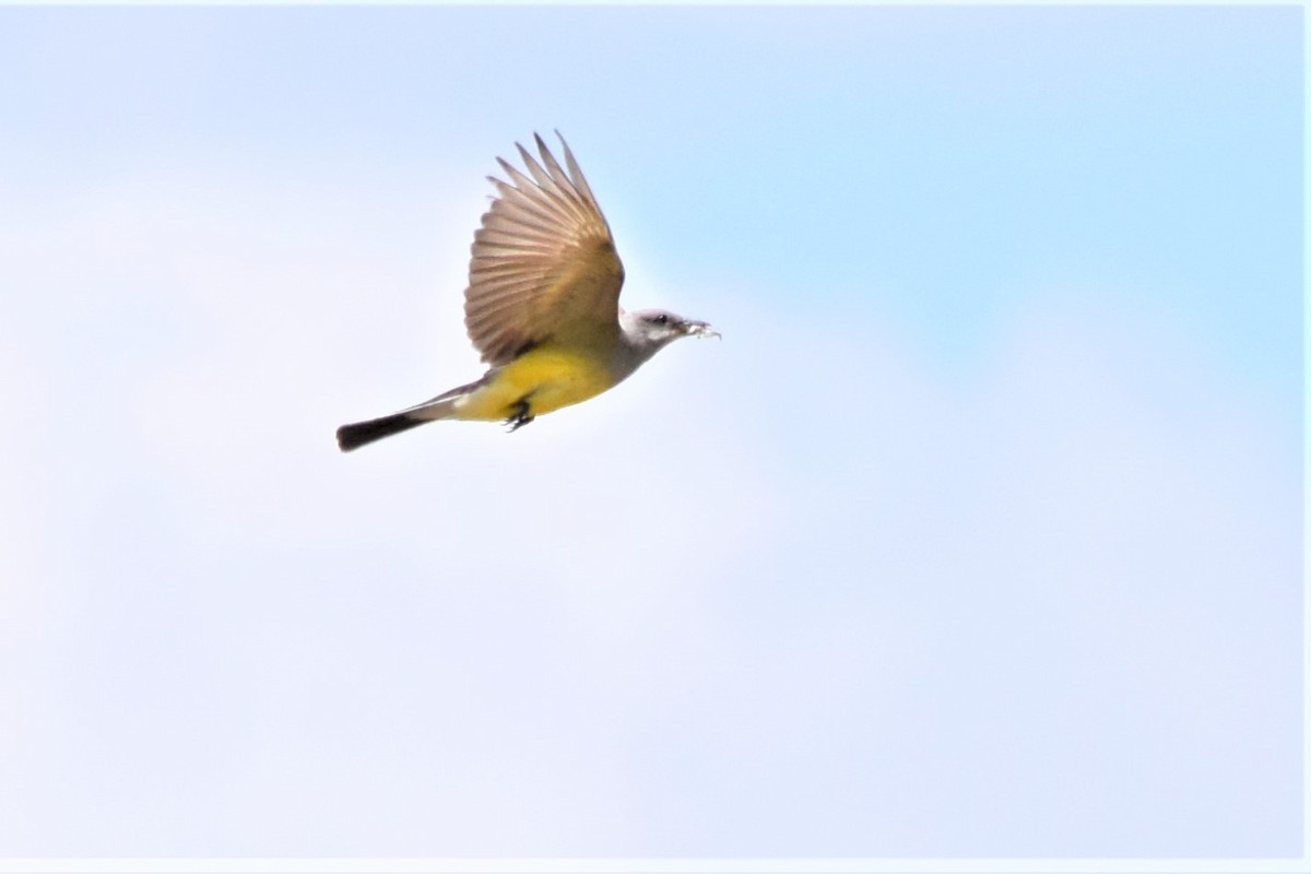 Western Meadowlark - ML372397791