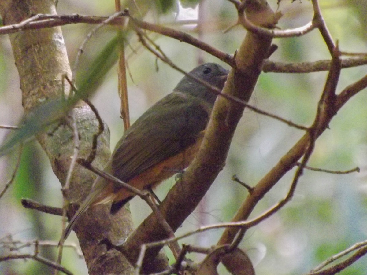 Gray-hooded Flycatcher - ML372399191