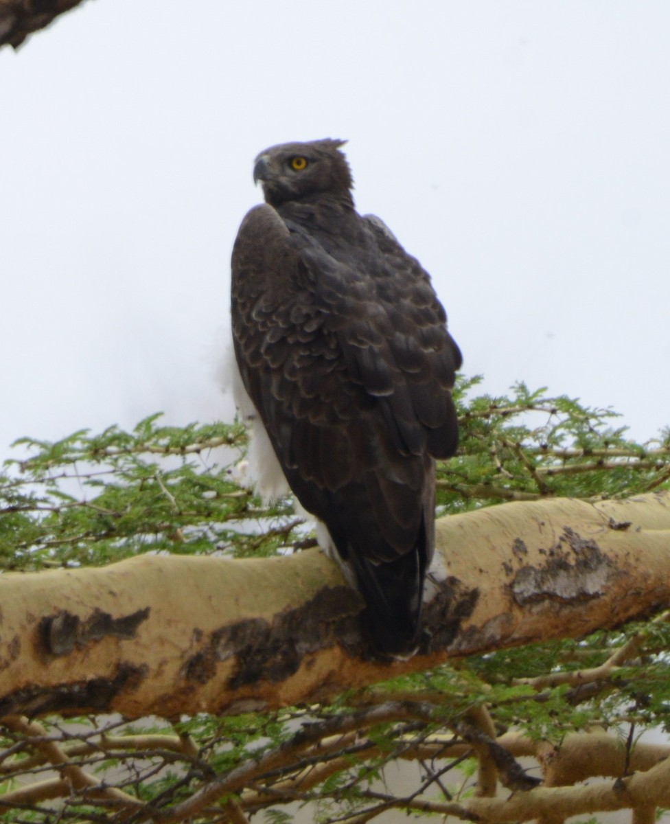 Martial Eagle - Bertina K