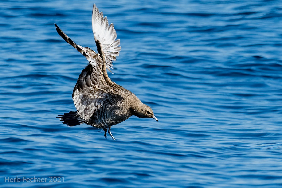 Parasitic Jaeger - Herbert Fechter