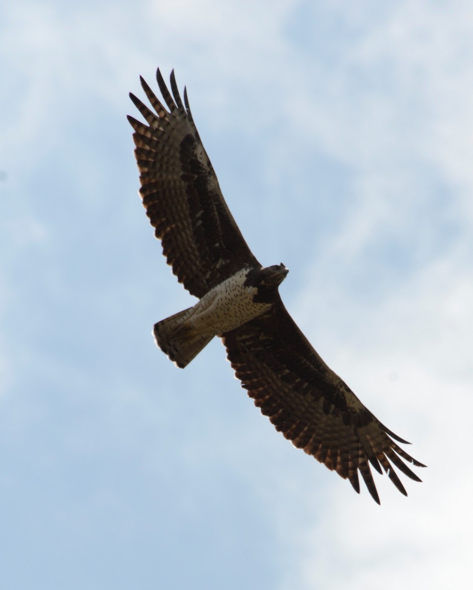 Martial Eagle - Bertina K