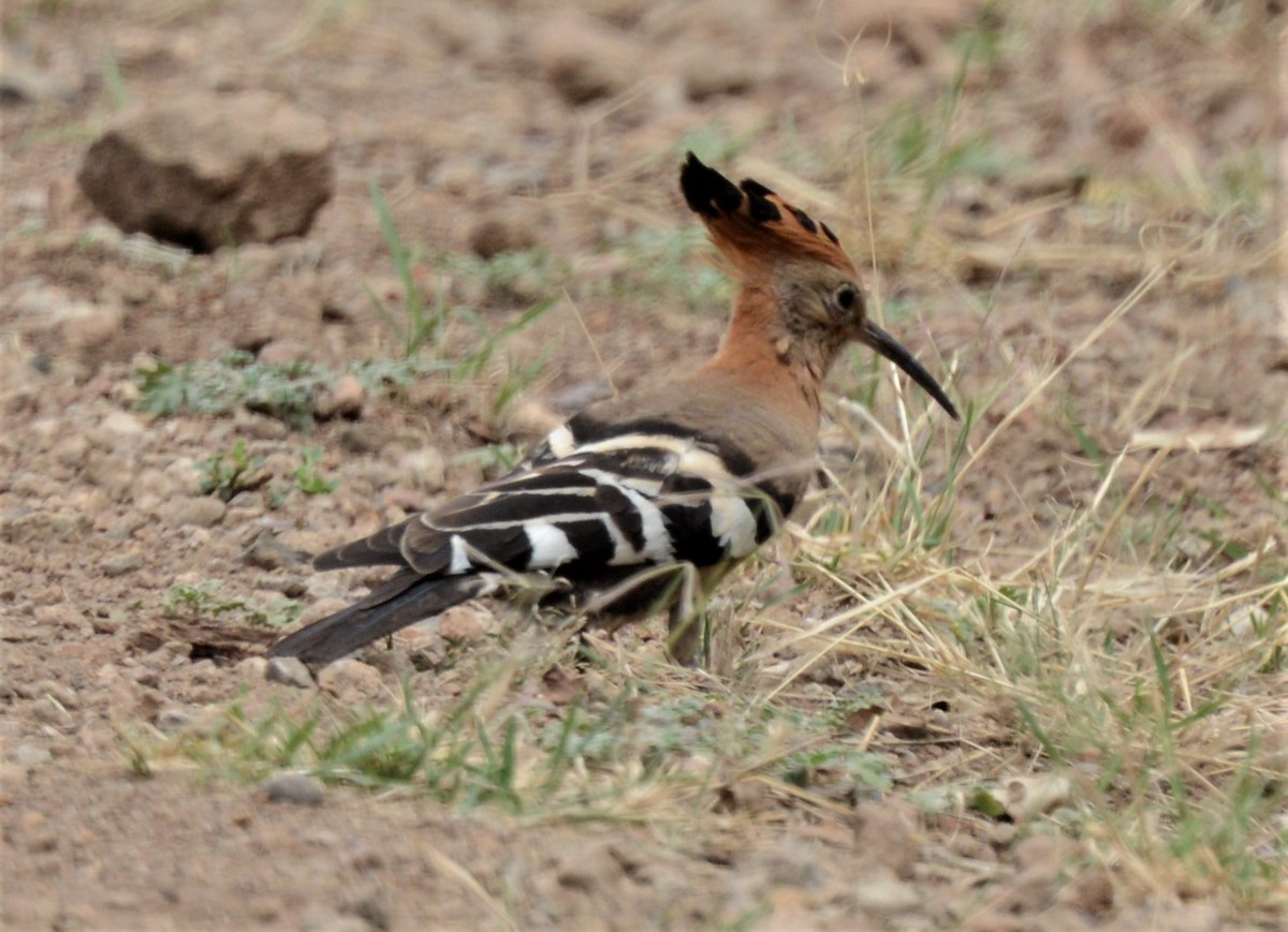 Eurasian Hoopoe - Bertina K